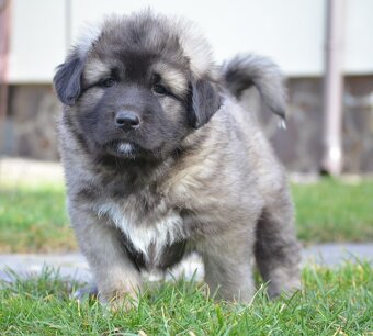 Kavkazský pastevecký pes s PP - 2