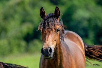 3-letá wpbr klisnička - 2