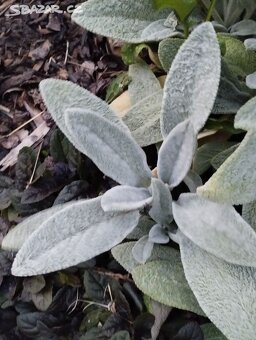 TRVALKY - mladé rostlinky - 2