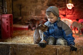 Holandská zakrslá koza s průkazem původu– vymazlená kůzlátka - 2