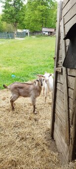 Nabízím anglonubíjska koza a kozlík oba bezrohý. - 2