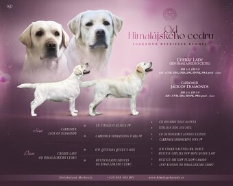 labradorský retriever - štěňátka s Průkazem Původu - 2