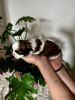 Shih-tzu štěňátka - 2