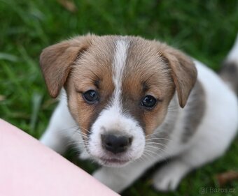 Jack Russell terier s PP - fenka - 2