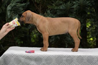 Rhodéský ridgeback s PP nestandartni pejsek  🩷 - 2