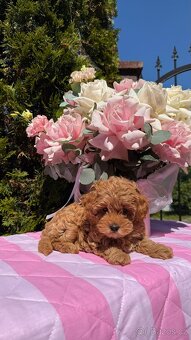 Maltipoo letní sleva - 2