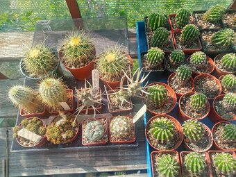 KAKTUSY - RŮZNÉ DRUHY Echinopsis..60 Kč kus + SBÍRKOVÉ KUSY - 2