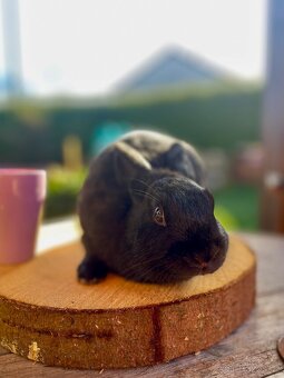 Zakrslý králík- samice - 2