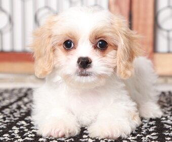 Havanský psík / bišonek - 2