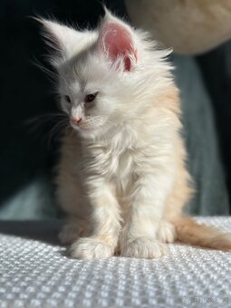 mainská mývalí kočka (mainska myvali) - 2