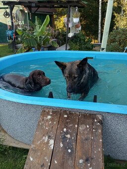 Bazén pro děti a psi - 2