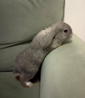 Zakrslý beránek králíček + očkování - 2