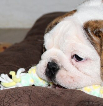 Anglický buldok s PP, volná fenka - 2