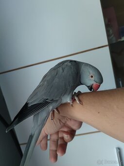 Papoušek Alexander šedý - 2