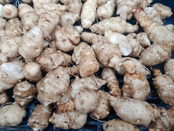 Čerstvě vykopané Topinambury - 2