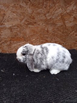 Zakrslý beran rhönský - 2