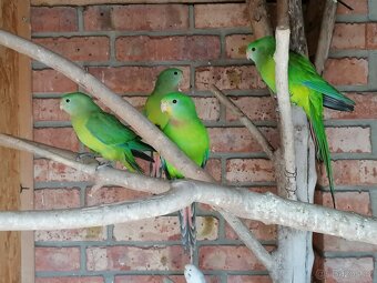 Papoušek nádherný - 2