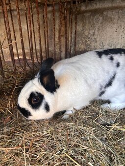 polo zakrslý králík - 2