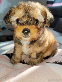 Chorkie =  Čivava + Jorkšír fenka - 2