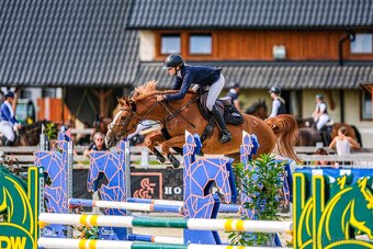 6letá perspektivní klisna - 2