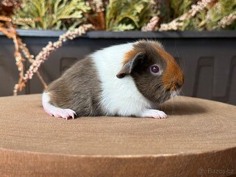 Morčata, morče s PP - 2