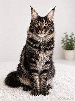 Mainská mývalí koťata s PP - 2
