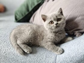 Britská modrá krátkosrstá koťátka s PP (kočička) - 2