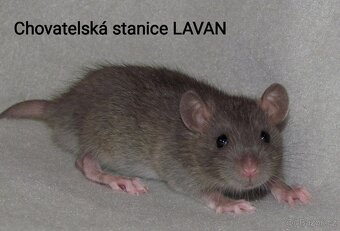 Potkaní kluci s rodokmenem - 2