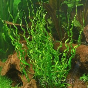 Akvarijni rostlinky - Echinodorus Vesuvius (nenarocne) - 2
