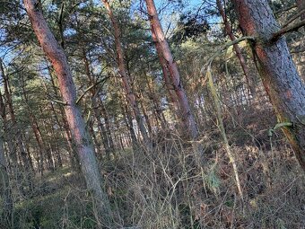 lesní pozemek v Břeclavi možnost elektriky a chaty - 2