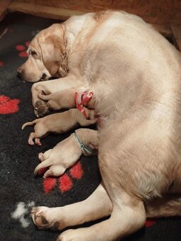 LABRADORSKÝ RETRÍVR- žlutá štěňátka s PP - 2