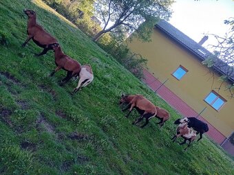 Prodám kamerunské ovce - 2