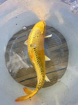 Koi - 2