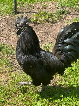 Daruji kohouta Ayam Cemani - 2