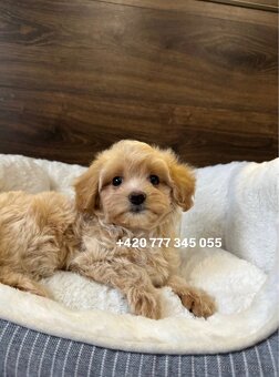 Maltipoo f1 male 700€ - 2