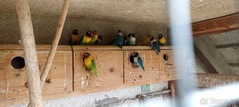 Agapornis škraboškový a Fischery - 2