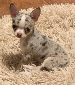 Čivava krátkosrstý pejsek - 2