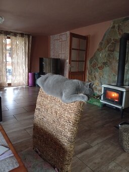 Nabízím krytí Britským kocourem - 2