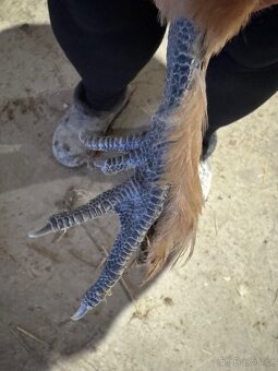 Hedvabnička velké vousatá - 2