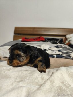 Jorkšírský teriér - 2