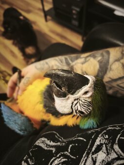 Ara Ararauna + klec - 2