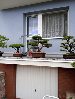 Bonsai borovice lesní (Pinus sylvestris compressa) - 2