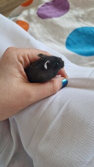 Křečci džungárský barevná variace (černý, šedý) - 2