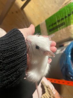 Osmák degu - 2
