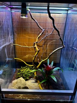 Terarium - 2