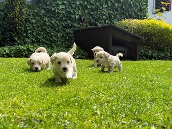 Štěňátka Maltipoo - 2