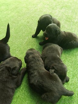 Labradorský retrívr - 2