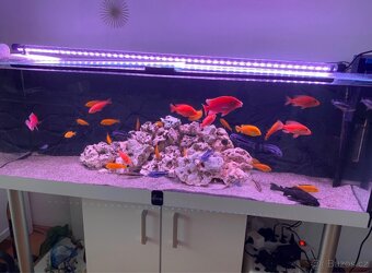 Akvarium včetně tlamovcu - 2