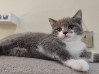 Britská modrá koťátko - 2