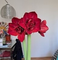 3x Amaryllis - Amarylis - 2